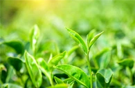 Epigallocatechin Gallate (EGCG)